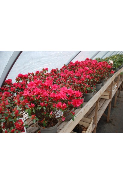 Рододендрон Мадам Галле / Азалія  - 2-5л/вис.30-40см/Ø20-30см